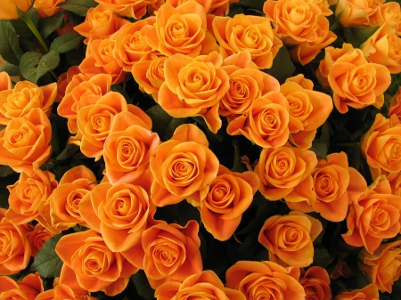 Orange Rose Petals Buds - nature, buds, petals, leaves, orange, green, flowers, rose