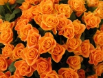 Orange Rose Petals Buds