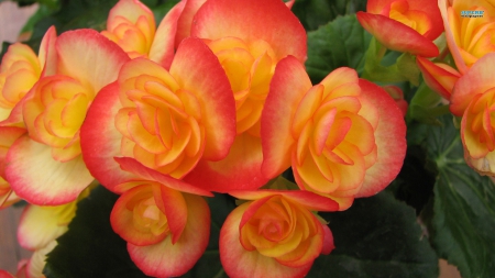 Pink and Yellow Center Flower - pink, petals, flowers, yellow, layers, nature