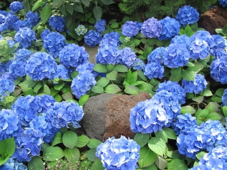 Flowers Contrast background 97 - photography, blue, green, hydrangeas, flowers, garden