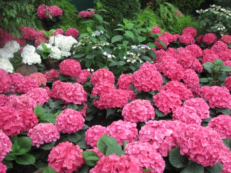 Flowers Contrast background 96 - hydrangeas, red, garden, flowers, photography