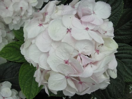 Flowers Contrast background 98 - white, photography, green, leaf, hydrangeas, flowers, garden