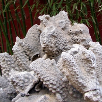 Decorative Coral