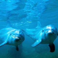 Dolphins