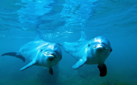 Dolphins - wildlife, dolphins, wallpaper, cute, animals, water, mammals, ocean, hd, wild, sea, nature