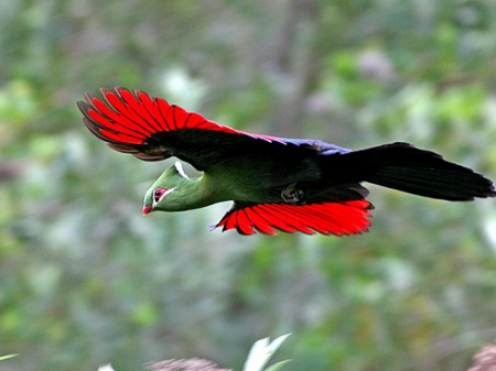 Knysna Turaco - crested, bird, beautiful, red, Knysna Turaco, flying