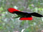 Knysna Turaco