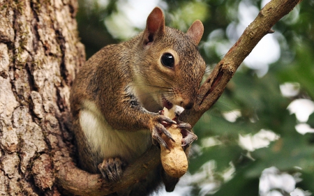 Squirrel - animal, fur, nut, squirrel