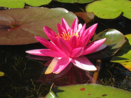 Pink water lilly