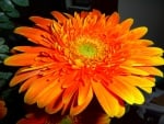 Large Orange Gerbera