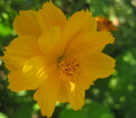 Large Yellow Hibiscus Flower