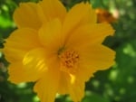 Large Yellow Hibiscus Flower