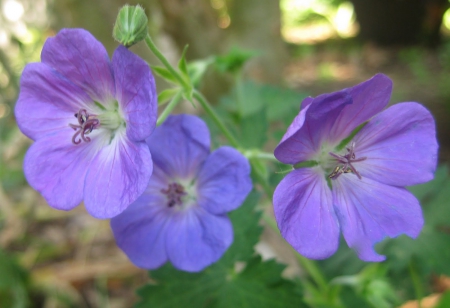 Purple Petal Flower - flower, purple, petals, leaves, nature, green