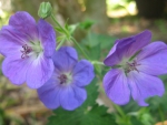 Purple Petal Flower