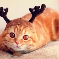 Kitty