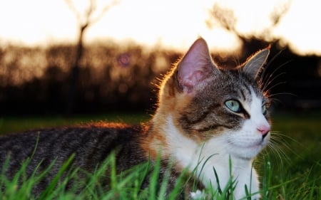 Kitty - tabby, fun, adorable, cat, animals, kitty, kitten, playful, beautiful, sweet, cute, happy, white and tabby