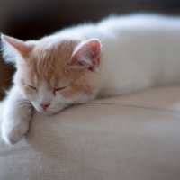 Kitty