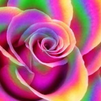 Rainbow rose