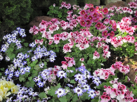 Colorful Flowers a garden makeup 01 - Flowers, purple, blue, garden, green, photography, daisy