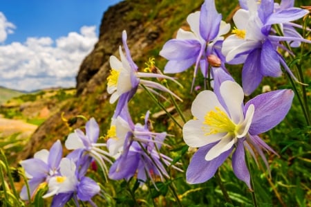 Porphyry basin columbines - nice, sky, freshness, delicate, field, meadow, rocks, porphyry, pretty, macro, basin, mountain, summer, lovely, beautiful, stones, flowers, wildflowers