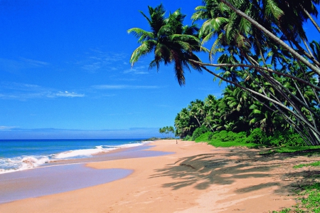 Beach of Goa, India - shadows, palms, summer, sand, sea