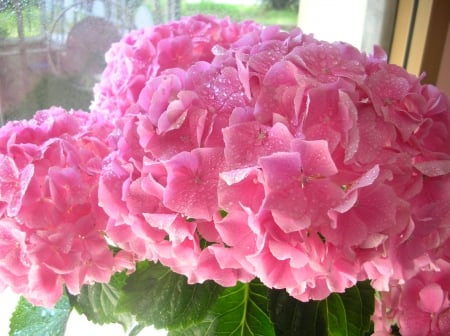 Pink Hydrangea