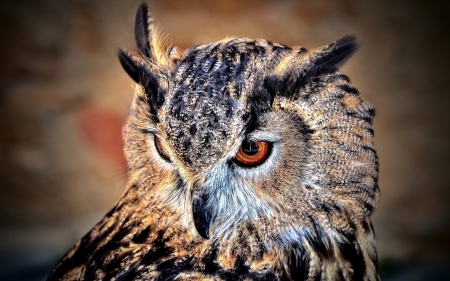 Owl - feather, animal, bird, orange, owl, eyes