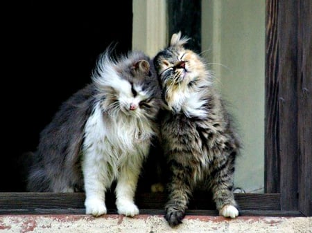 TWO FRIENDS TOGETHER - photos, pets, friendship, sweet, natural, nature, kittens, cute, cats, adorable, animals