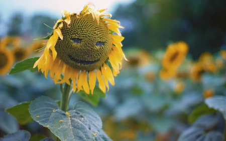 Happy sunflower - sunflower, nature, yellow, green, summer, smile, funny, happy