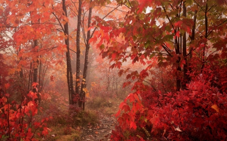 RED AUTUMN WOODS - season, autumn, trees, fantasy, art, fall, forest, woods, cool, red, orange