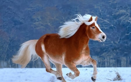 horse in winter - winter, running, horse, snow