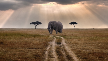 Amazing Africa - africa, tree, wonderful, elephant