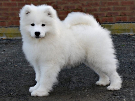 SNOWBALL PUP - cute, photos, beautiful, puppy, adorable, pets, white, dogs, puppies, lovely, dog