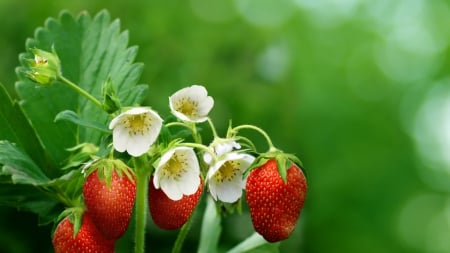 Strawberry - white, red, flower, stawberry