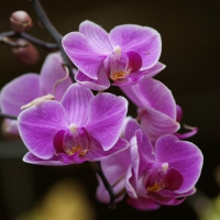 PURPLE ORCHID