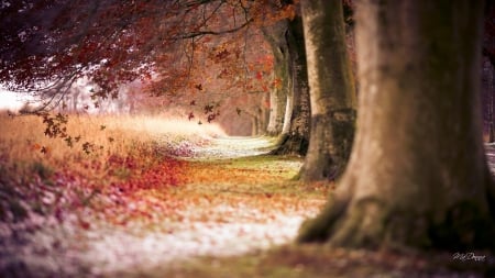 Autumn Falling - trees, gold, forest, orange, fall, path, season, autumn, lane, park