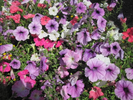 Colorful Flowers a garden makeup 04 - purple, pink, photography, petunias, green, flowers, garden