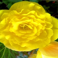 Yellow Flower