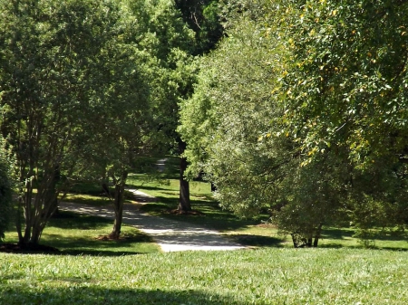 sunnidale park - trees, pathway, parks, green