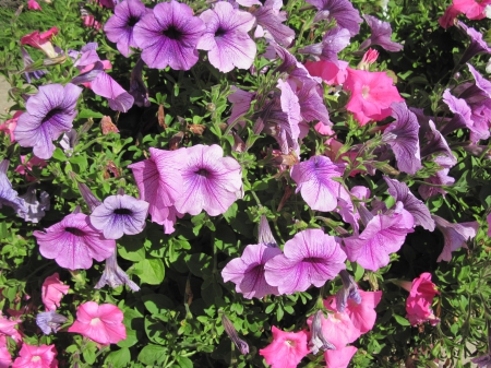 Colorful Flowers a garden makeup 09 - Flowers, purple, garden, green, photography, Petunias, pink