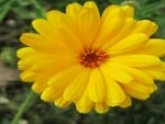 Large Yellow Flower