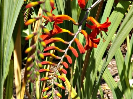 red beauty - green, flowers, sprig, red