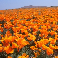 Antelope Valley Poppy Reserve, California