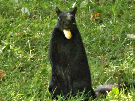 found some dinner - green, black, squirrel, parks