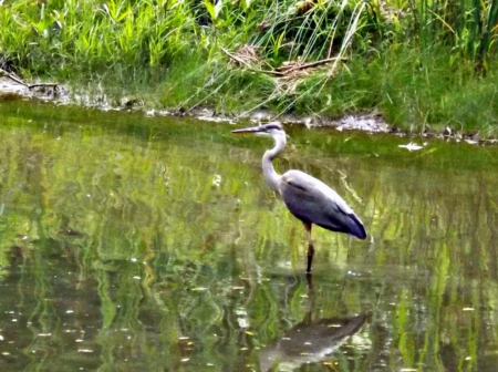 a visiting heron - white, green, marsh, heron