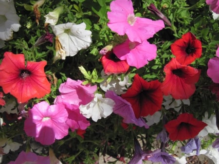 Colorful Flowers a garden makeup 16 - white, red, garden, pink, flowers, photography, petunias, green