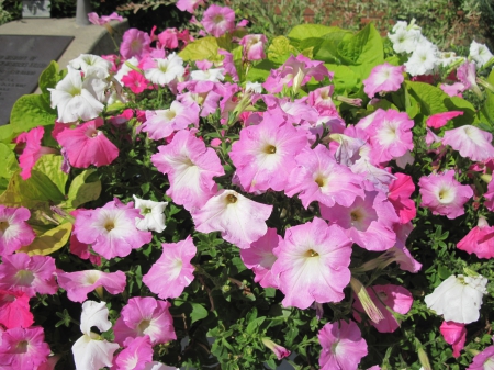 Colorful Flowers a garden makeup 25 - white, Flowers, green, photography, petunias, pink