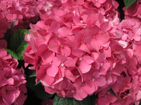 Colorful Flowers a garden makeup 29 - red, photography, green, flowers, hydrangeas, garden