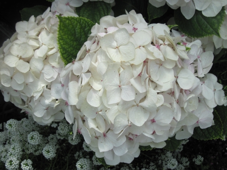 Colorful Flowers a garden makeup 32 - white, photography, green, hydrangeas, flowers