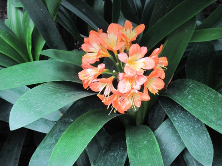 Colorful Flowers a garden makeup 34 - photography, orange, green, flowers, garden